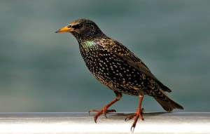 starling